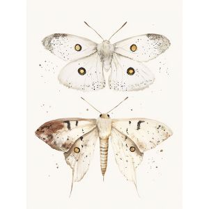 Poster - Moth Watercolour